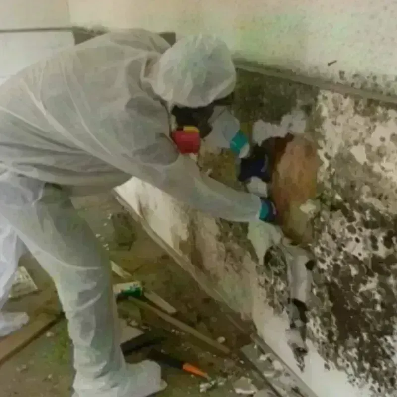 Mold Remediation and Removal in Hendron, KY